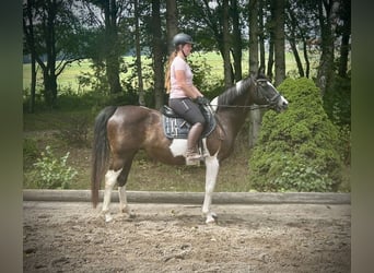 Pintos, Yegua, 11 años, 158 cm, Pío