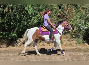 Pintos, Yegua, 12 años, 150 cm, Pío