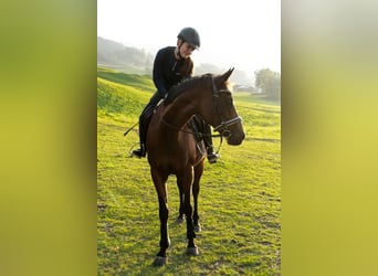 Pintos Mestizo, Yegua, 14 años, 160 cm, Castaño