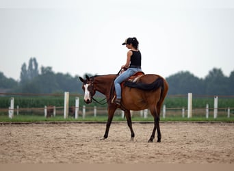 Pintos, Yegua, 15 años, 155 cm