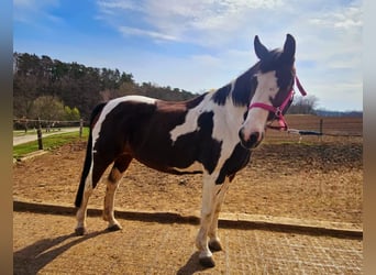 Pintos, Yegua, 15 años, 165 cm