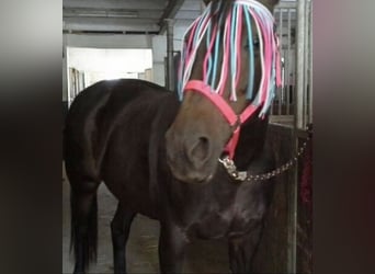 Pintos Mestizo, Yegua, 20 años, 163 cm, Castaño oscuro