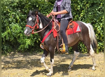 Pintos, Yegua, 3 años, 136 cm, Pío