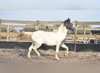 Pintos, Yegua, 3 años, 143 cm, Tobiano-todas las-capas
