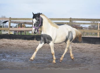 Pintos, Yegua, 3 años, 144 cm, Pío