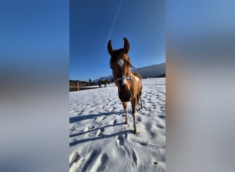 Pintos Mestizo, Yegua, 3 años, 145 cm, Pío