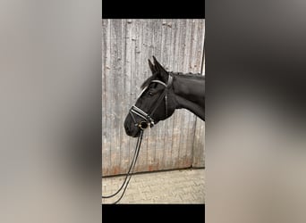 Pintos, Yegua, 3 años, 164 cm, Negro