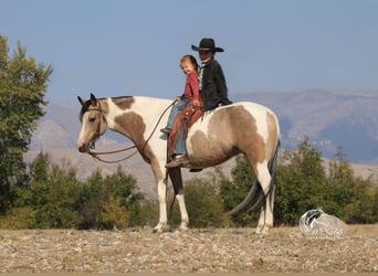 Pintos, Yegua, 4 años, 140 cm, Buckskin/Bayo