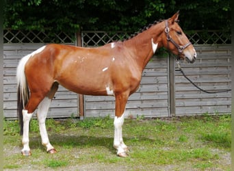 Pintos Mestizo, Yegua, 4 años, 140 cm