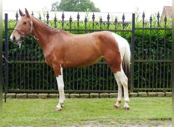 Pintos Mestizo, Yegua, 4 años, 140 cm