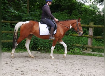 Pintos Mestizo, Yegua, 4 años, 140 cm