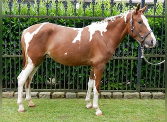 Pintos Mestizo, Yegua, 4 años, 140 cm