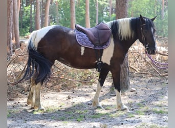 Pintos, Yegua, 4 años, 144 cm, Pío