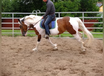 Pintos Mestizo, Yegua, 4 años, 154 cm, Pío