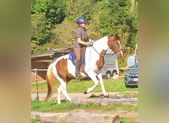 Pintos, Yegua, 4 años, 157 cm, Pío