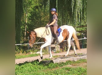 Pintos, Yegua, 4 años, 157 cm, Pío