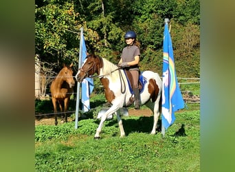 Pintos, Yegua, 4 años, 157 cm, Pío