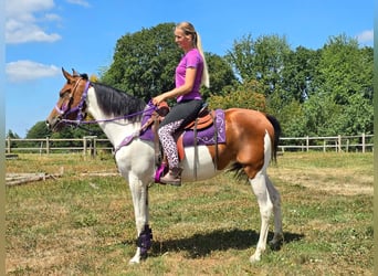 Pintos, Yegua, 4 años, 157 cm, Pío