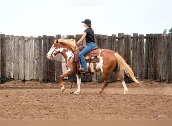 Pintos, Yegua, 5 años, 137 cm, Alazán rojizo