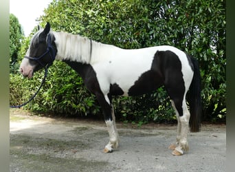 Pintos, Yegua, 5 años, 144 cm, Pío