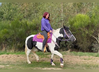 Pintos, Yegua, 5 años, 148 cm, Pío