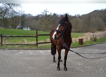 Pintos Mestizo, Yegua, 5 años, 155 cm, Castaño