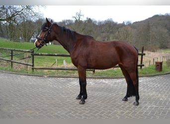 Pintos Mestizo, Yegua, 5 años, 155 cm, Castaño