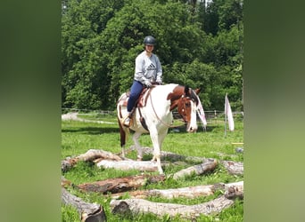 Pintos, Yegua, 5 años, 157 cm, Pío