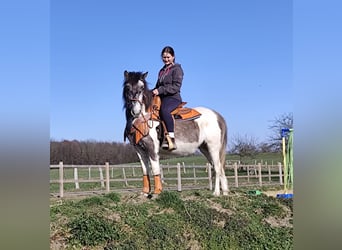 Pintos, Yegua, 6 años, 136 cm, Pío