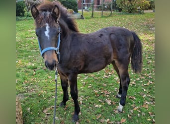 Pintos Mestizo, Yegua, 6 años, 145 cm, Grullo