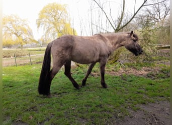 Pintos Mestizo, Yegua, 6 años, 145 cm, Grullo