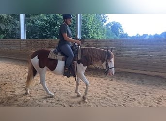 Pintos Mestizo, Yegua, 6 años, 145 cm, Pío