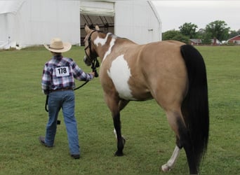 Pintos, Yegua, 6 años, 147 cm