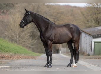 Pintos, Yegua, 6 años, 166 cm, Negro
