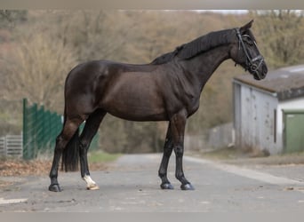 Pintos, Yegua, 6 años, 166 cm, Negro