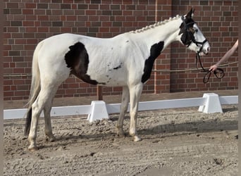 Pintos, Yegua, 6 años, Pío