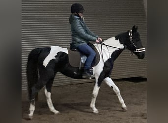 Pintos Mestizo, Yegua, 7 años, 150 cm, Pío