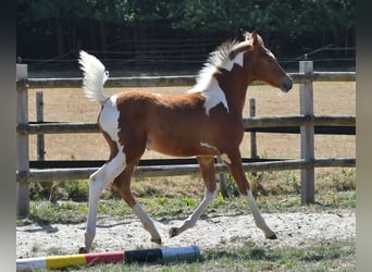 Pintos, Yegua, Potro (04/2026), 154 cm, Tobiano-todas las-capas