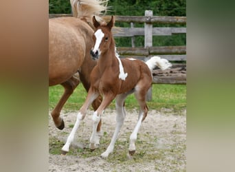 Pintos, Yegua, Potro (04/2026), 154 cm, Tobiano-todas las-capas