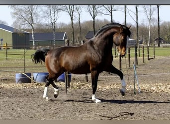 Plus de chevaux à sang chaud, Étalon, 10 Ans, 167 cm, Bai brun