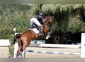 Plus de chevaux à sang chaud, Étalon, 11 Ans, 168 cm, Bai