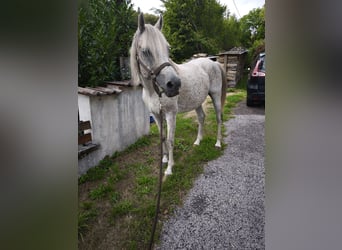 Plus de chevaux à sang chaud, Étalon, 13 Ans, 153 cm, Gris moucheté