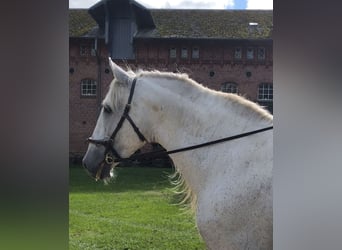 Plus de chevaux à sang chaud, Étalon, 14 Ans, 167 cm, Gris