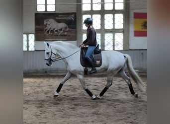 Plus de chevaux à sang chaud, Étalon, 14 Ans, 167 cm, Gris