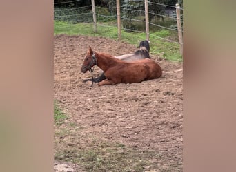 Plus de chevaux à sang chaud, Étalon, 1 Année, 168 cm, Alezan