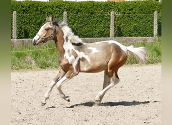 Plus de chevaux à sang chaud, Étalon, 1 Année, 168 cm, Pinto