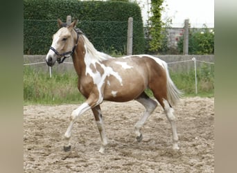 Plus de chevaux à sang chaud, Étalon, 1 Année, 168 cm, Pinto