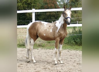 Plus de chevaux à sang chaud, Étalon, 1 Année, 168 cm, Pinto