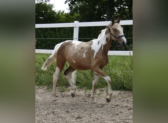 Plus de chevaux à sang chaud, Étalon, 1 Année, 168 cm, Pinto