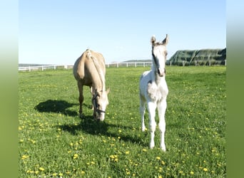 Plus de chevaux à sang chaud, Étalon, 1 Année, 170 cm, Pinto
